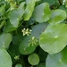 Water-Pennywort - Photo (c) E. Tadeo Hernández A., some rights reserved (CC BY-NC), uploaded by E. Tadeo Hernández A.
