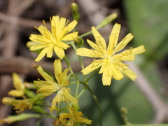 Sonchus leptocephalus