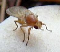 Ormia