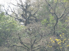 Geranoaetus melanoleucus