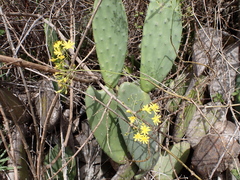 Sonchus leptocephalus