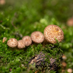 Armillaria