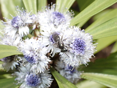 Lasioglossum viride
