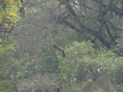 Geranoaetus melanoleucus
