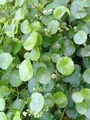 Hydrocotyle tribotrys