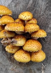 Pholiota aurivella