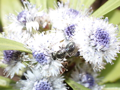 Lasioglossum viride