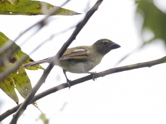 Saltator striatipectus