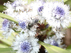 Lasioglossum viride