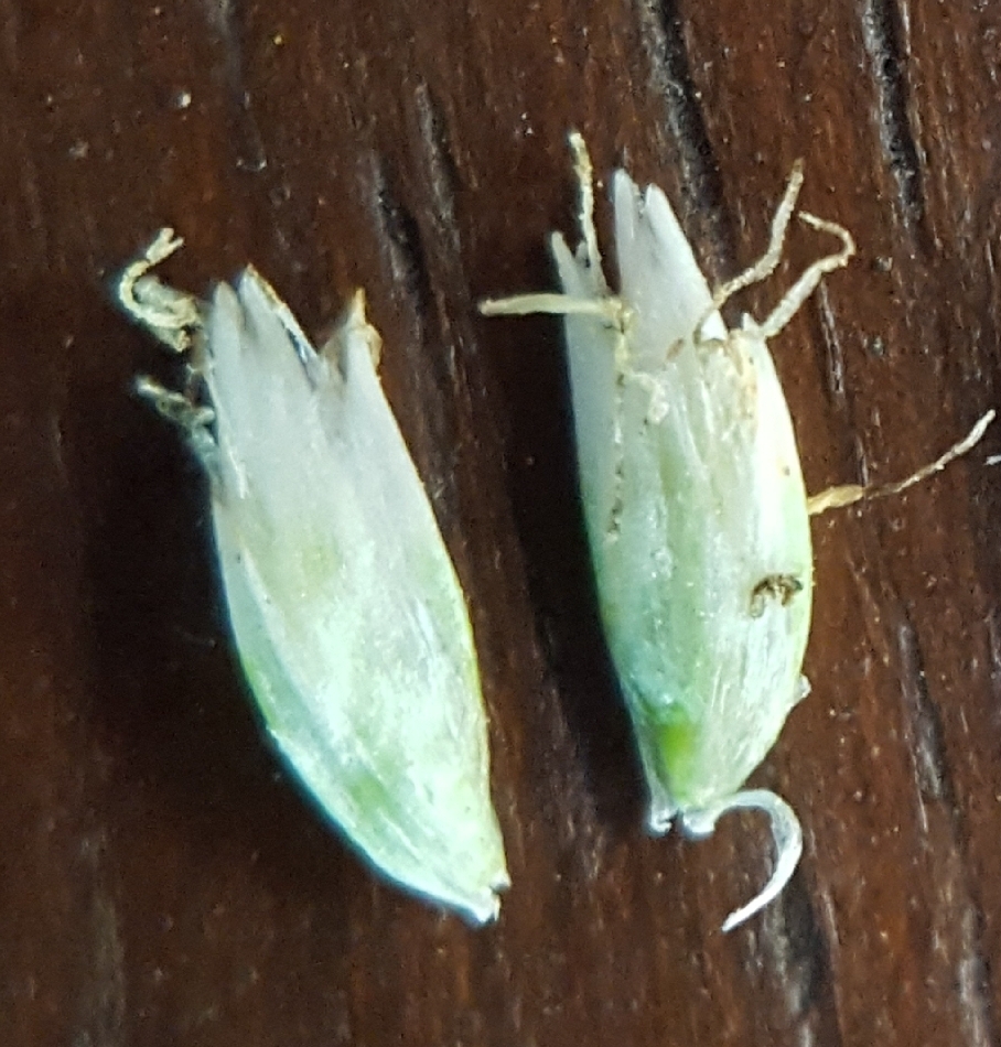 (c) François Rousseu, certains droits réservés (CC BY-NC) https://www.inaturalist.org/observations/137289852