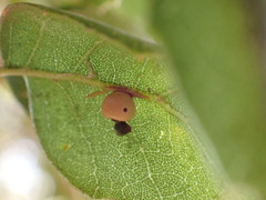 Callirhytis serricornis
