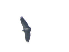 Geranoaetus melanoleucus