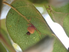 Callirhytis serricornis