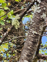 Usnea subfloridana