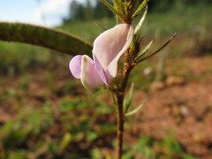 Tephrosia spicata