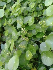 Hydrocotyle tribotrys