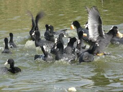 Fulica atra