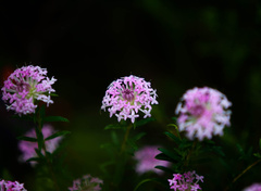 Pimelea ferruginea