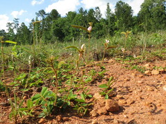 Tephrosia spicata