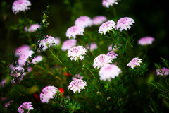 Pimelea ferruginea