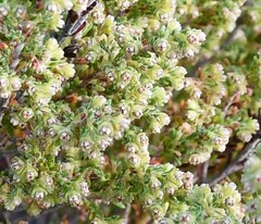 Erica serrata
