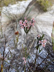 Struthiola myrsinites