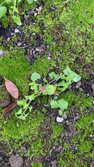 Claytonia perfoliata