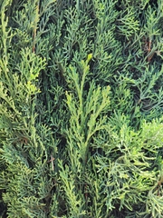 Cupressus sempervirens