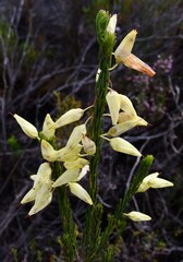 Erica filipendula