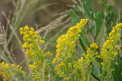Solidago mexicana