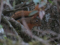 Sciurus ignitus