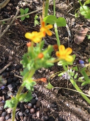 Zaluzianskya divaricata