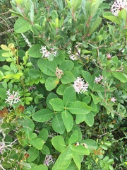 Dais cotinifolia
