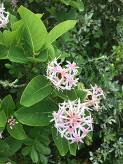 Dais cotinifolia