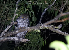 Ninox strenua