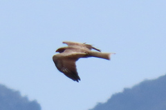 Milvus migrans parasitus