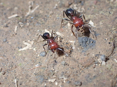 Messor minor hesperius