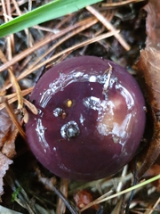 Cortinarius archeri