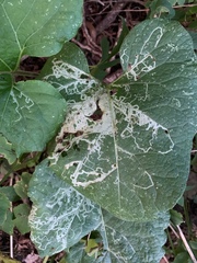 Phytomyza lappae