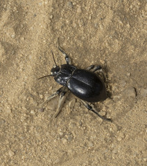 Psectrascelis carrizalensis