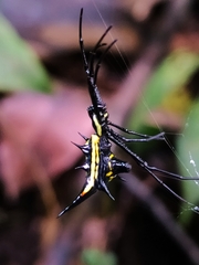 Micrathena schreibersi