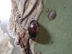Chrysolina gemina