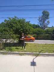 Vachellia farnesiana