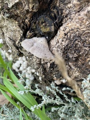 Schizophyllum commune