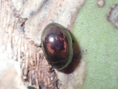 Chrysolina gemina