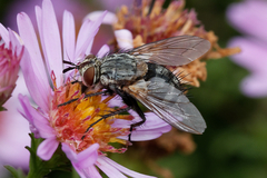 Tachininae