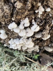 Schizophyllum commune
