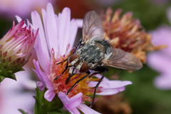 Tachininae