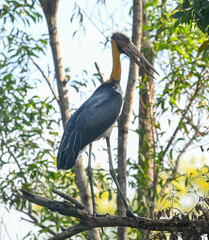 Leptoptilos javanicus