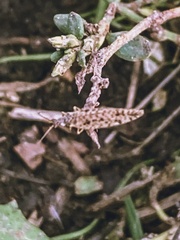 Micromus variegatus